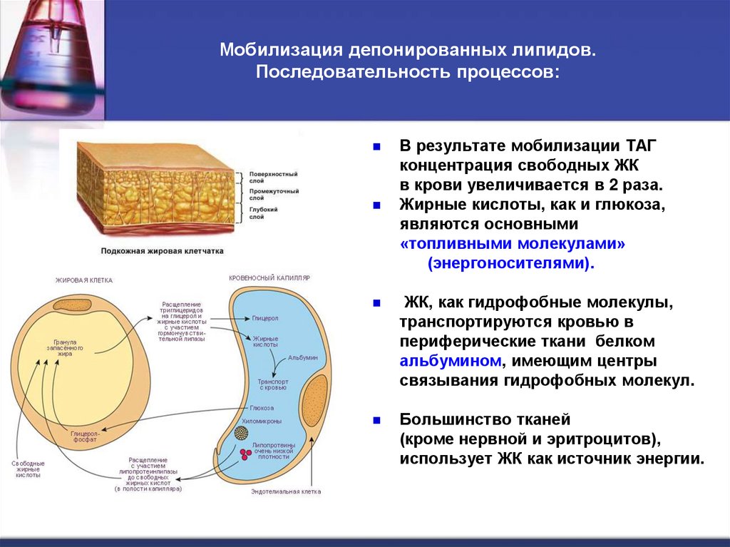 Мобилизация депонированных липидов. Последовательность процессов: