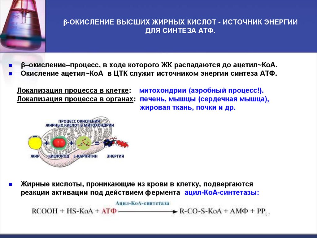β-ОКИСЛЕНИЕ ВЫСШИХ ЖИРНЫХ КИСЛОТ - ИСТОЧНИК ЭНЕРГИИ ДЛЯ СИНТЕЗА АТФ.