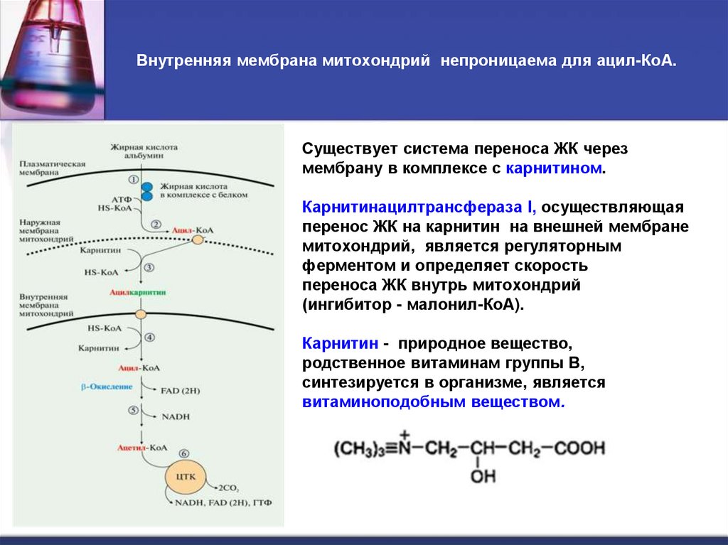 Внутренняя мембрана митохондрий непроницаема для ацил-КоА.