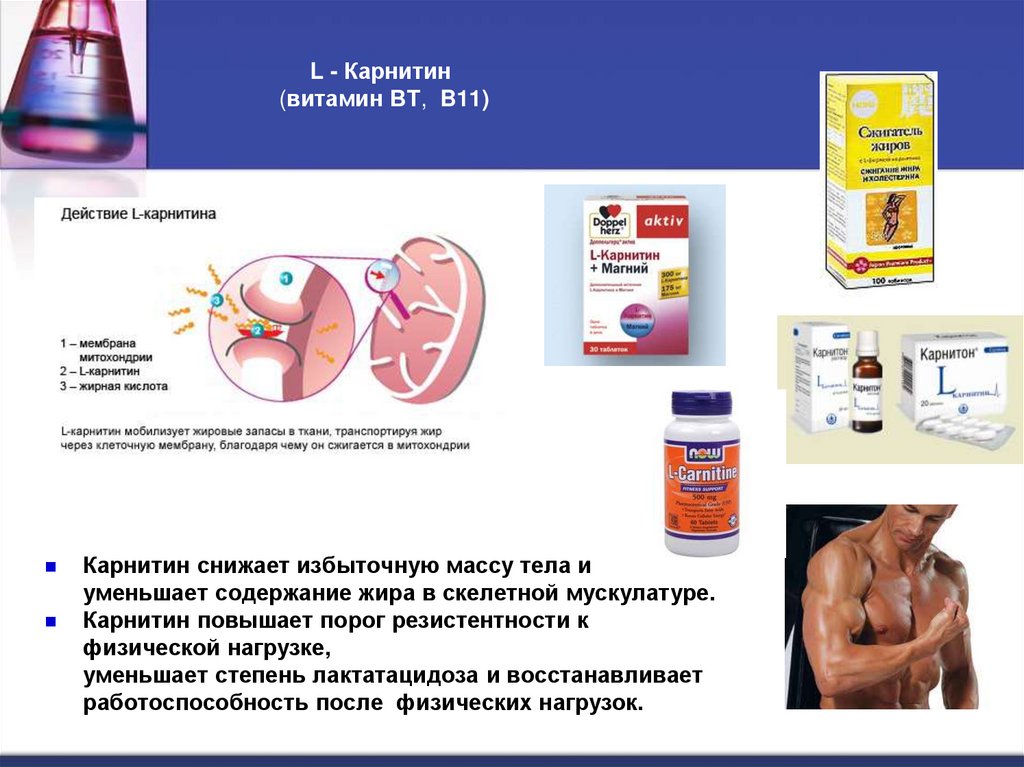 L - Карнитин  (витамин BT, B11)