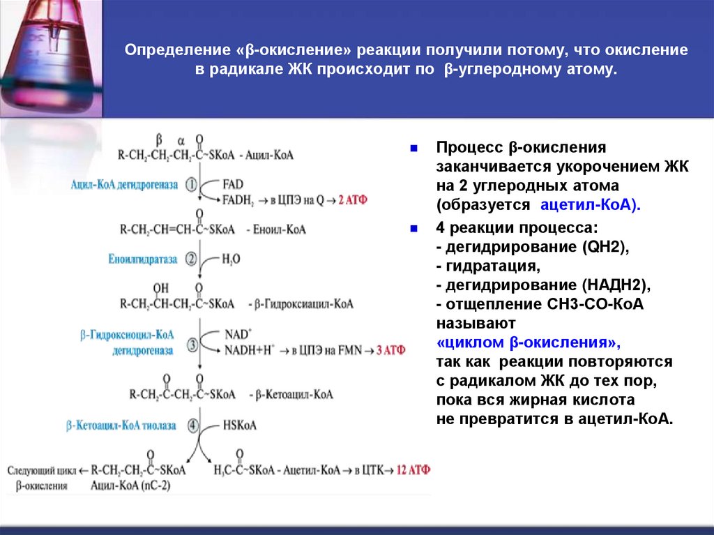 Определение «β-окисление» реакции получили потому, что окисление в радикале ЖК происходит по β-углеродному атому.