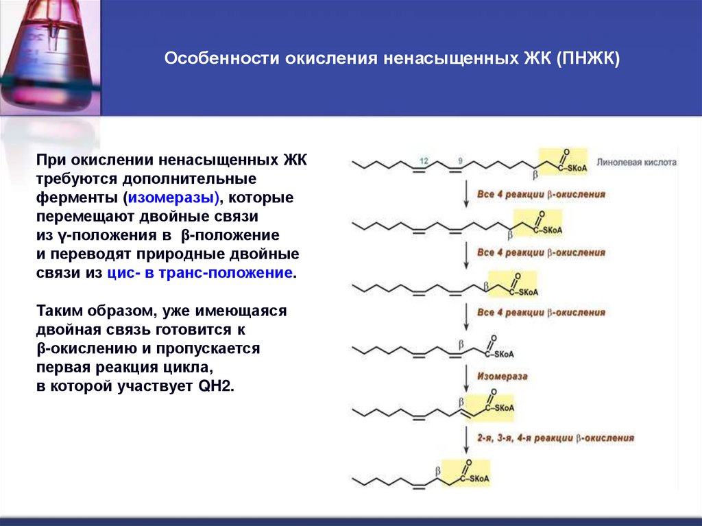 Особенности окисления ненасыщенных ЖК (ПНЖК)