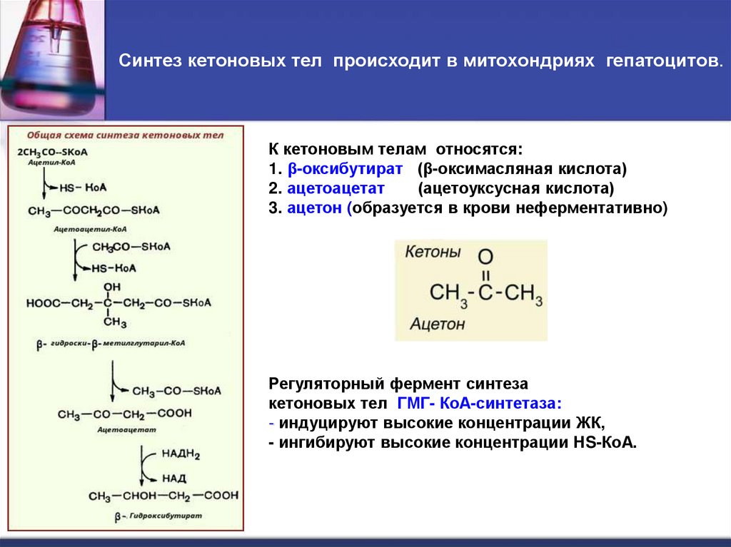 Синтез кетоновых тел происходит в митохондриях гепатоцитов.