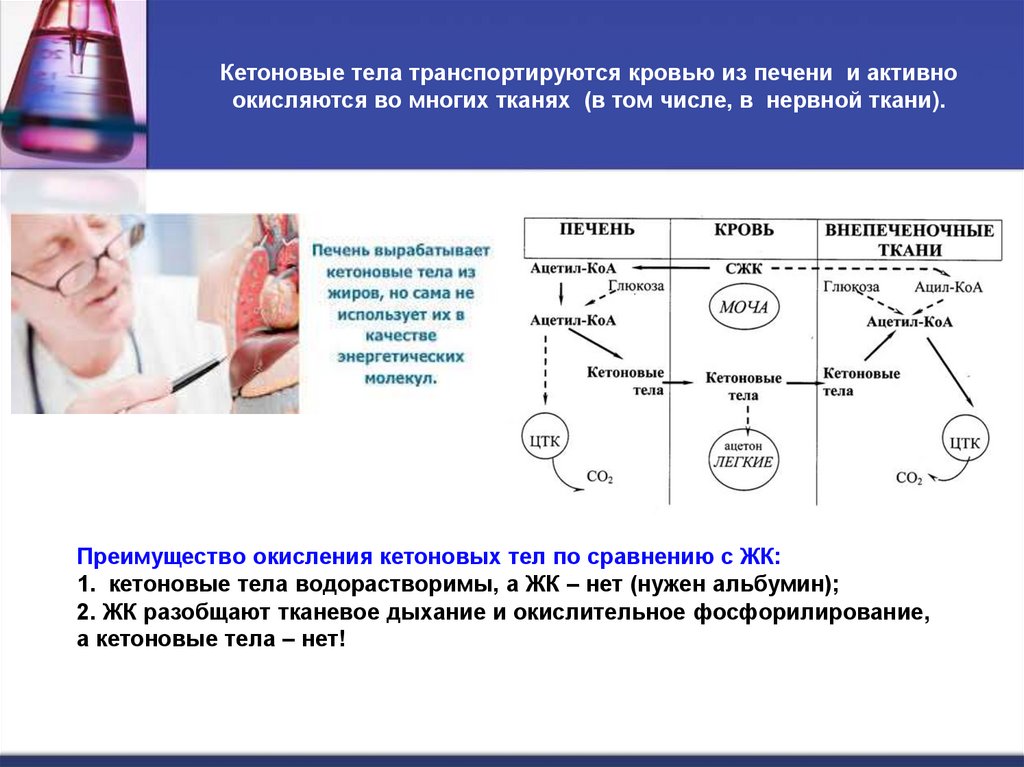 Кетоновые тела транспортируются кровью из печени и активно окисляются во многих тканях (в том числе, в нервной ткани).
