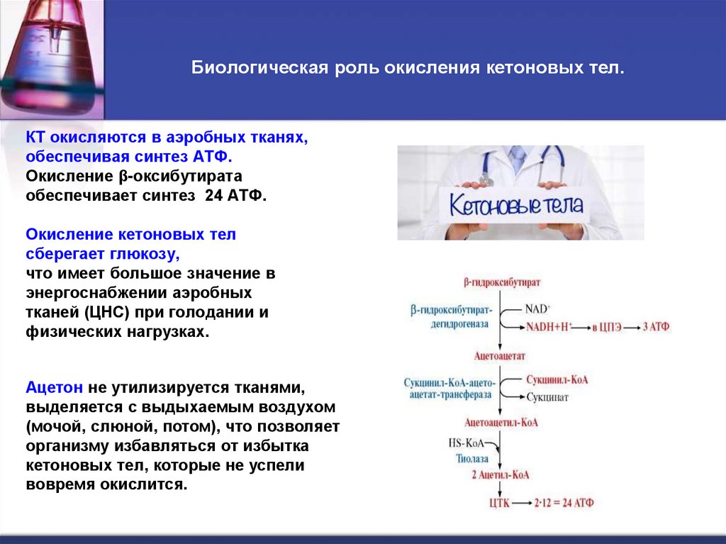 Биологическая роль окисления кетоновых тел.