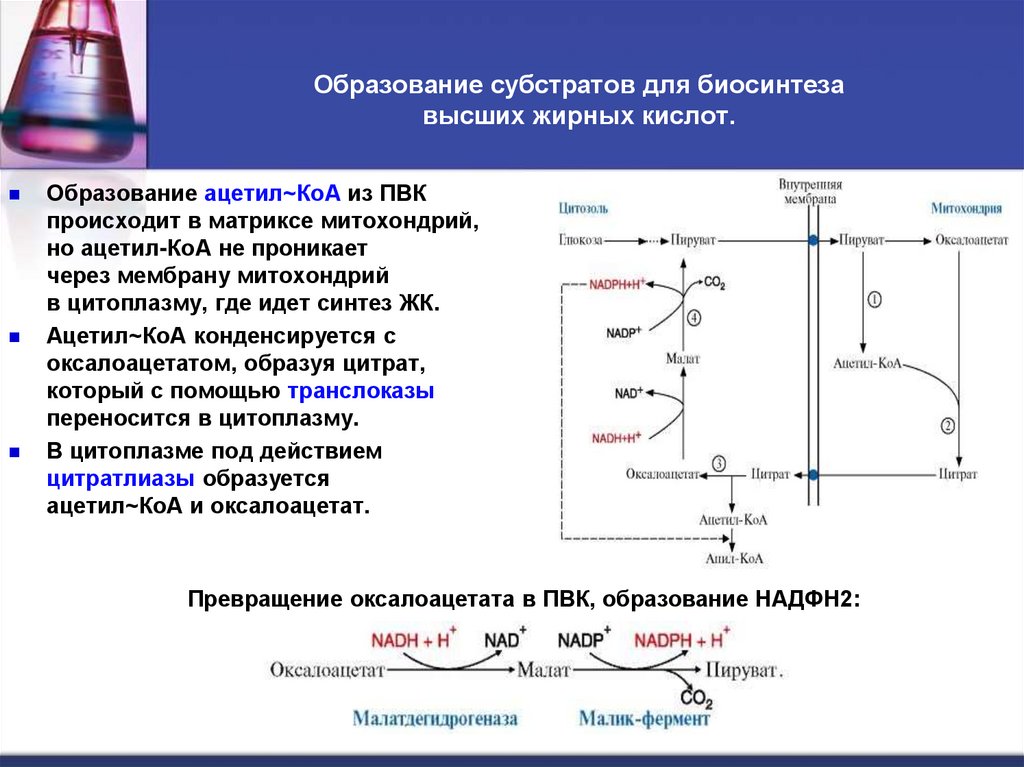   Образование субстратов для биосинтеза высших жирных кислот.