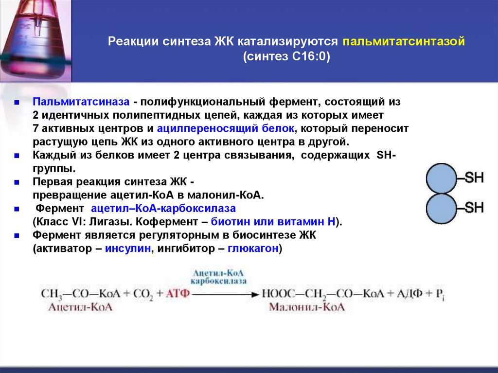 Реакции синтеза ЖК катализируются пальмитатсинтазой (синтез С16:0)
