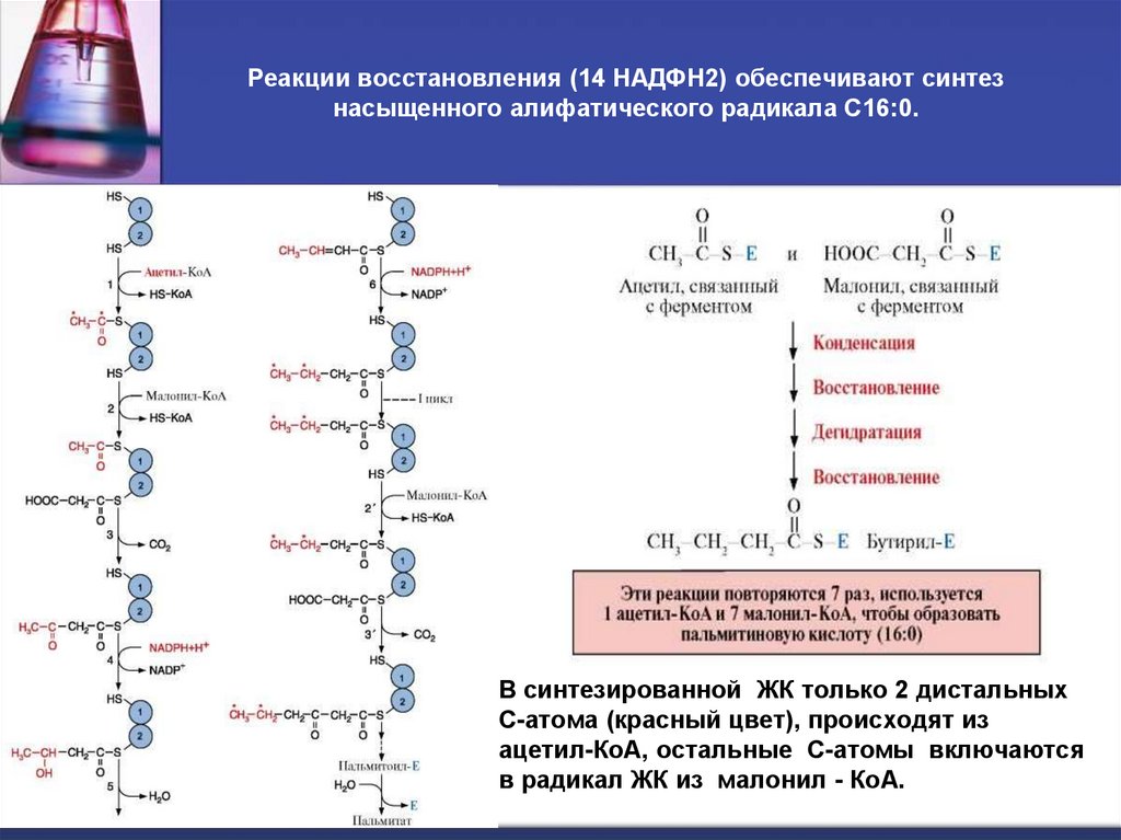Реакции восстановления (14 НАДФН2) обеспечивают синтез насыщенного алифатического радикала С16:0.