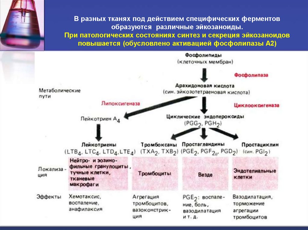 В разных тканях под действием специфических ферментов образуются  различные эйкозаноиды. При патологических состояниях синтез и