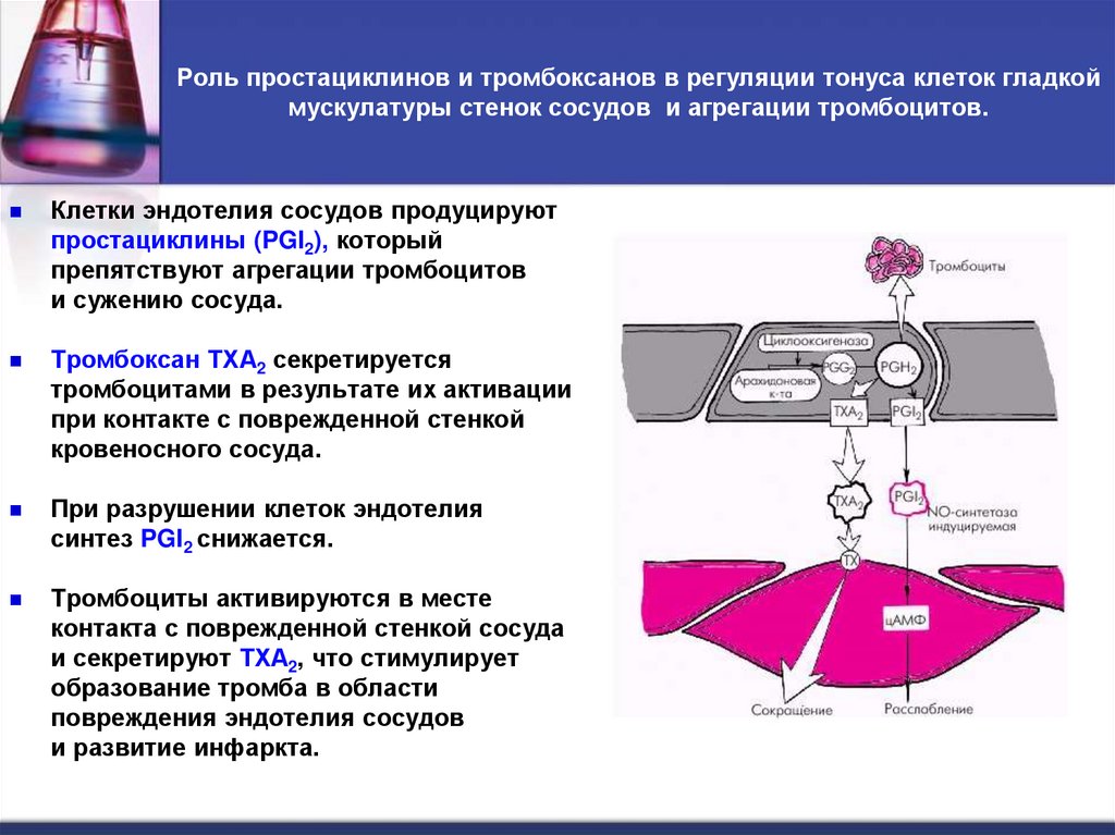 Роль простациклинов и тромбоксанов в регуляции тонуса клеток гладкой мускулатуры стенок сосудов и агрегации тромбоцитов.