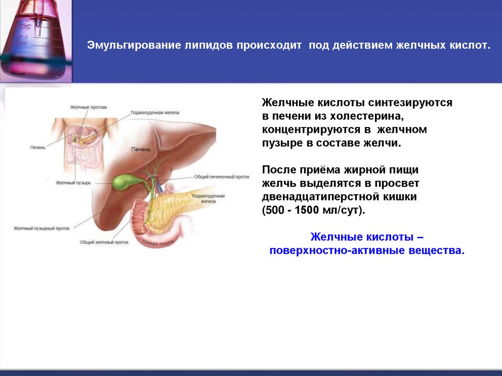 Эмульгирование липидов происходит под действием желчных кислот.