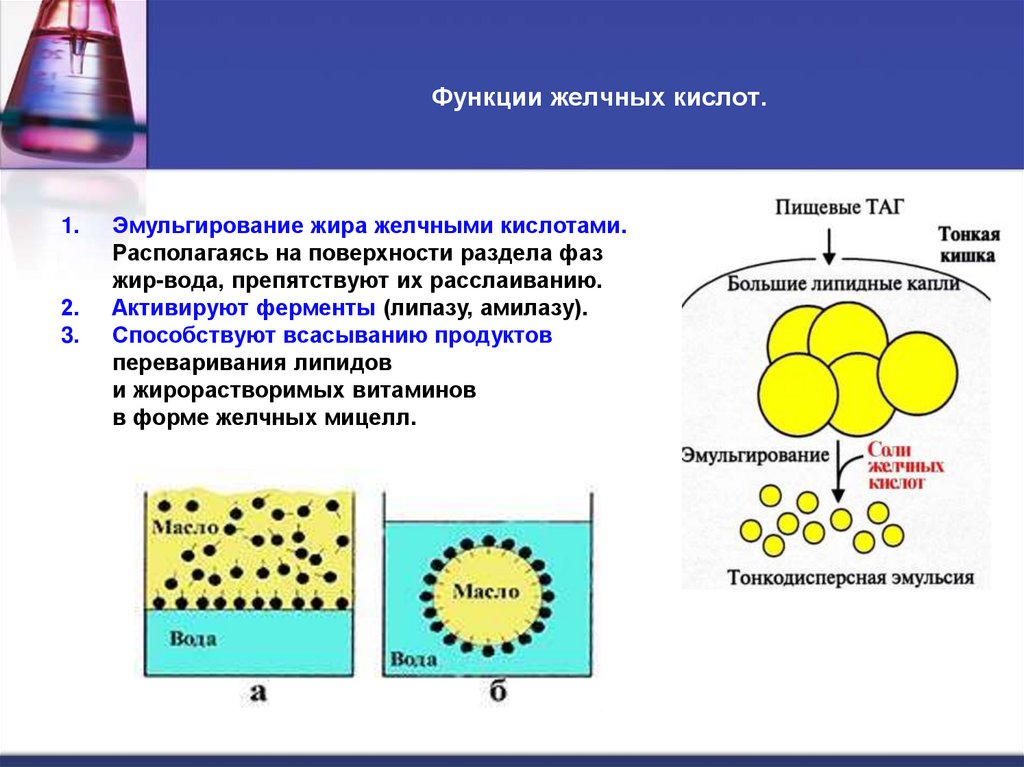 Функции желчных кислот.