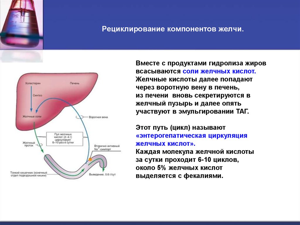 Рециклирование компонентов желчи.