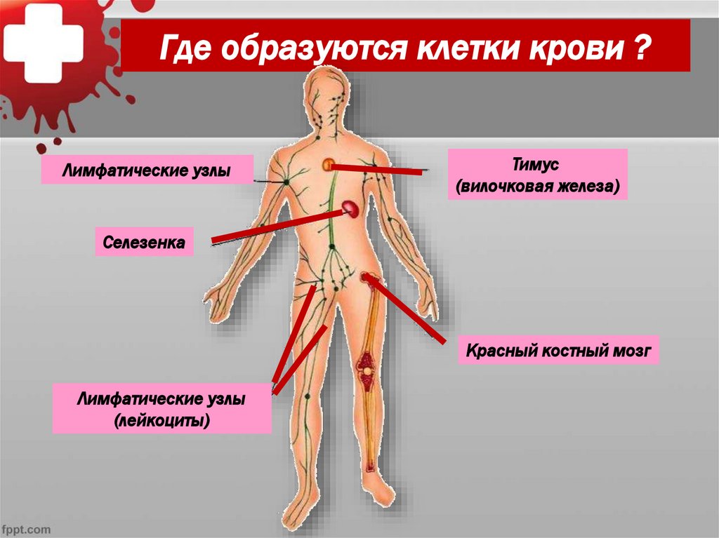 Где образуются клетки крови ?