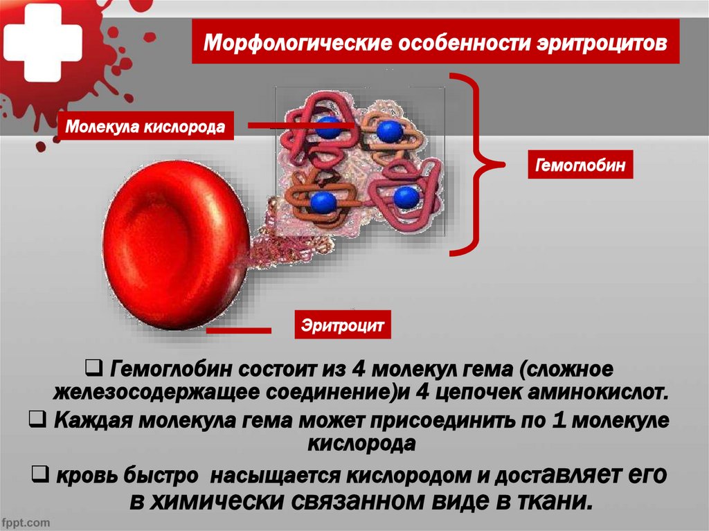 Морфологические особенности эритроцитов