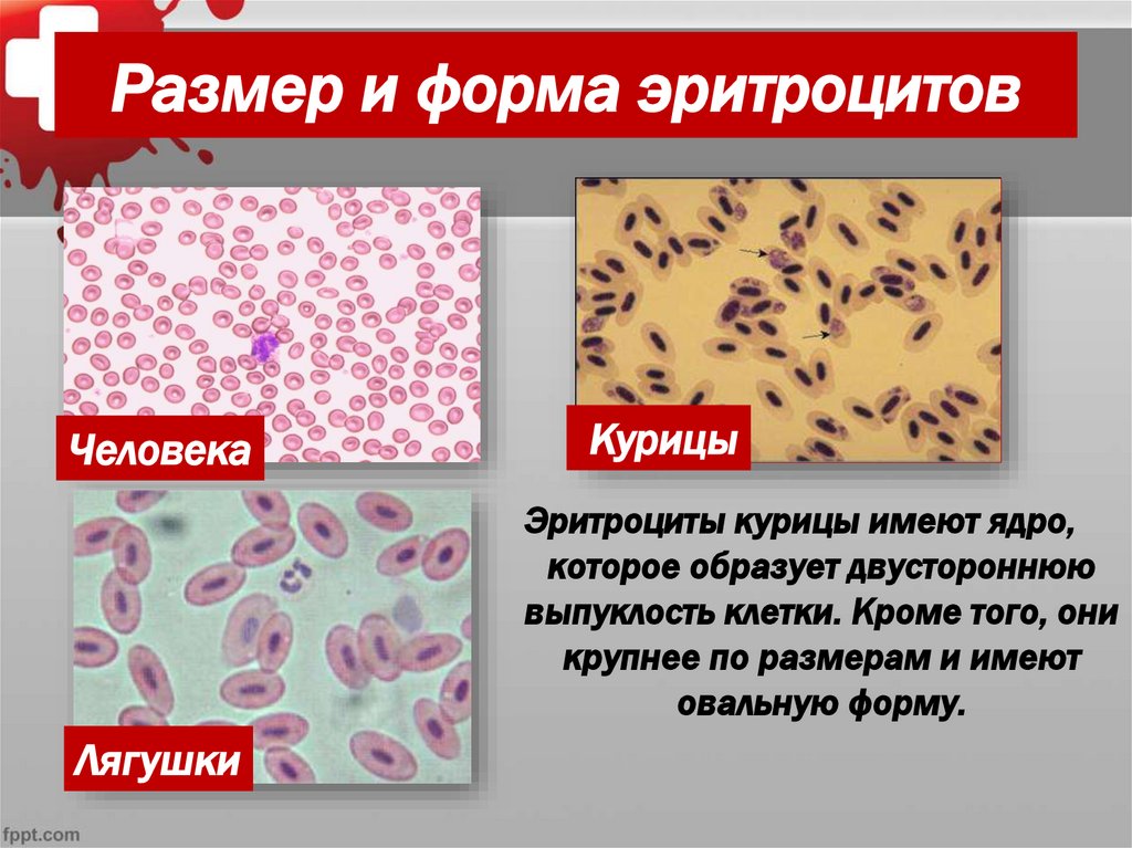 Размер и форма эритроцитов