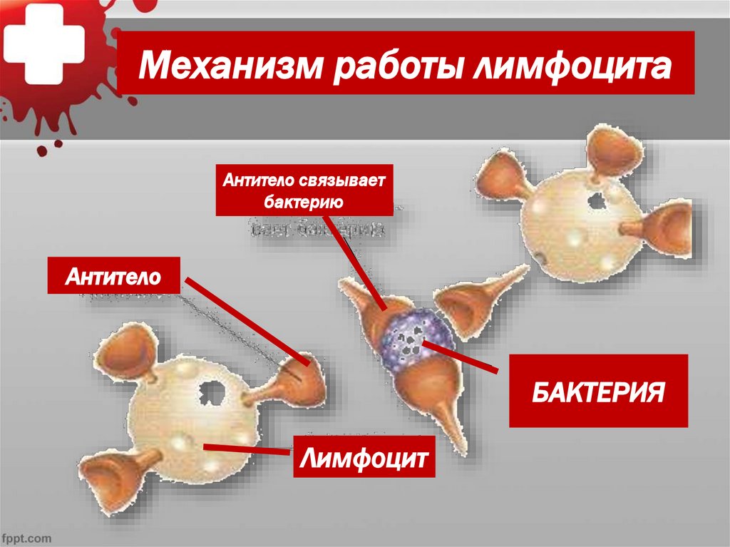 Механизм работы лимфоцита