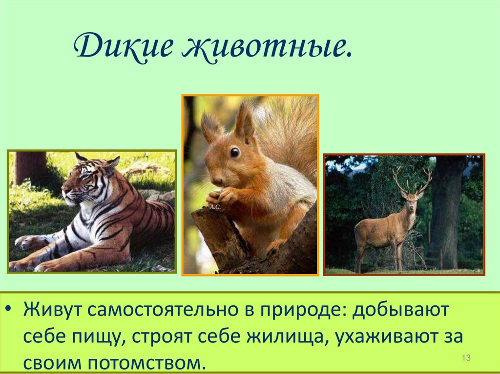 Дикие животные.