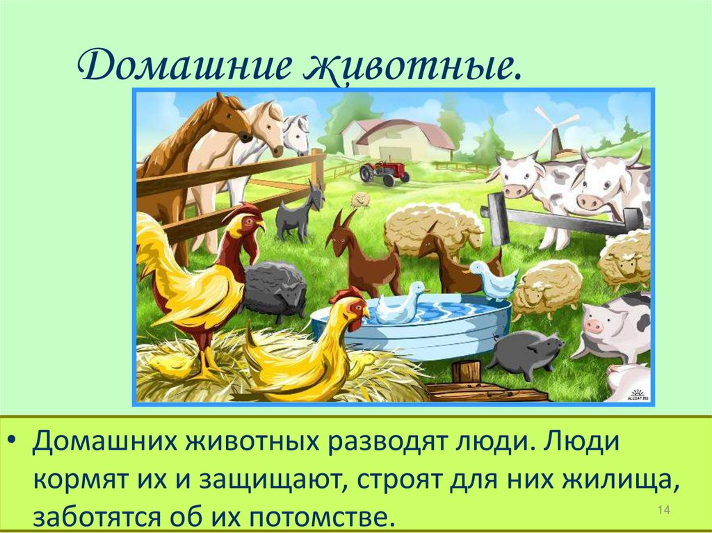 Домашние животные.