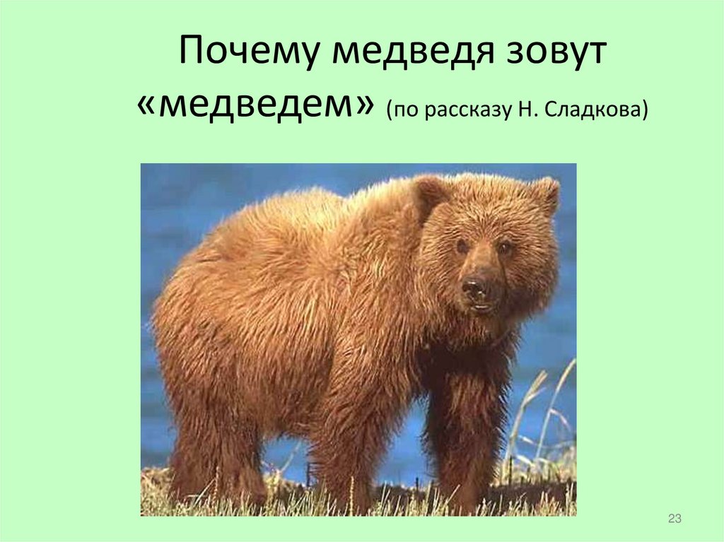 Почему медведя зовут «медведем» (по рассказу Н. Сладкова)
