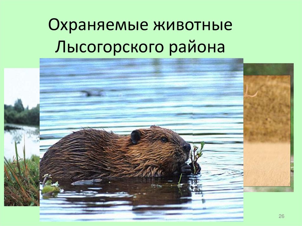 Охраняемые животные Лысогорского района