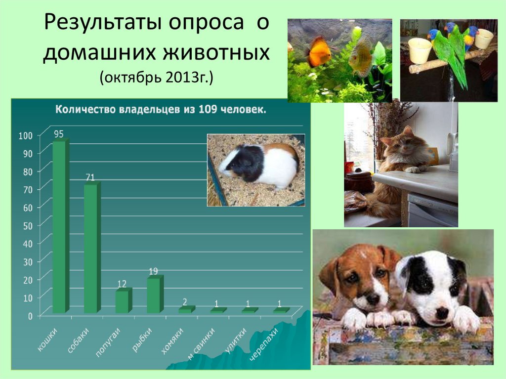 Результаты опроса о домашних животных (октябрь 2013г.)