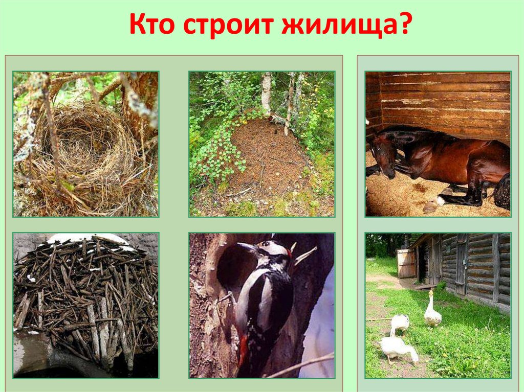 Кто строит жилища?