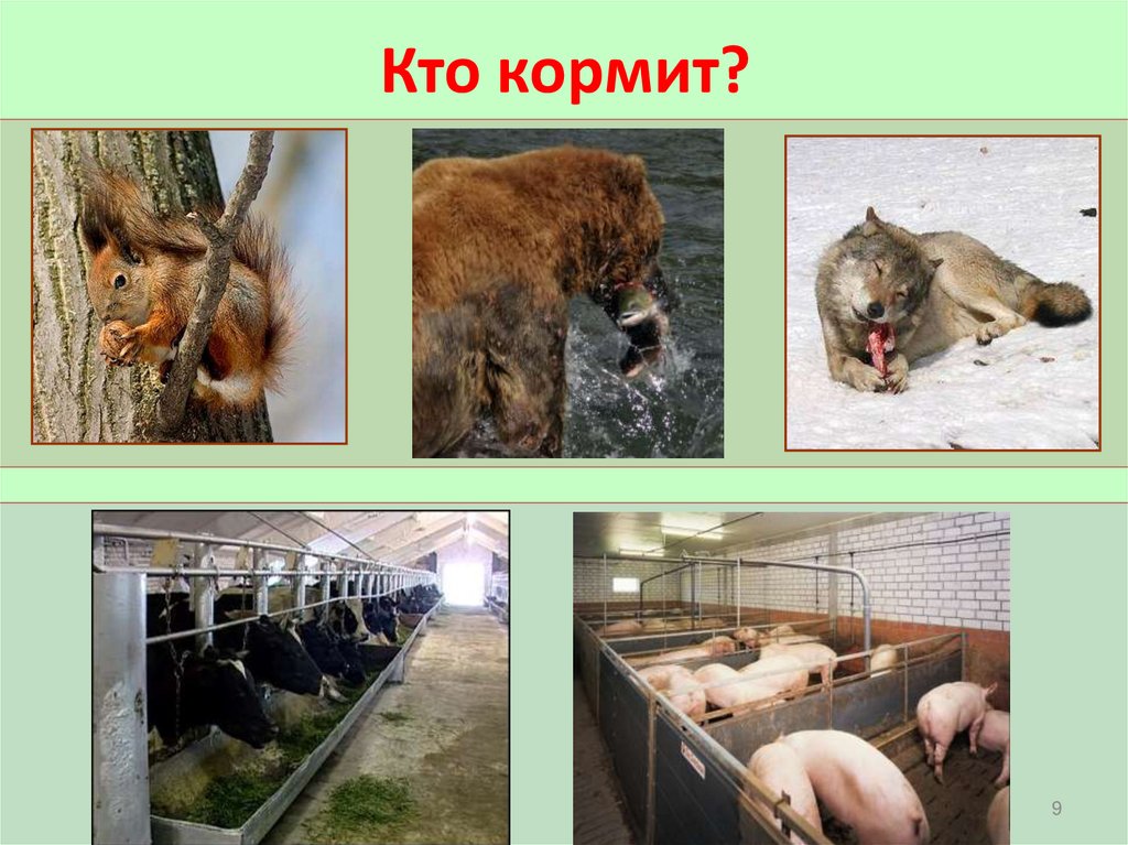 Кто кормит?