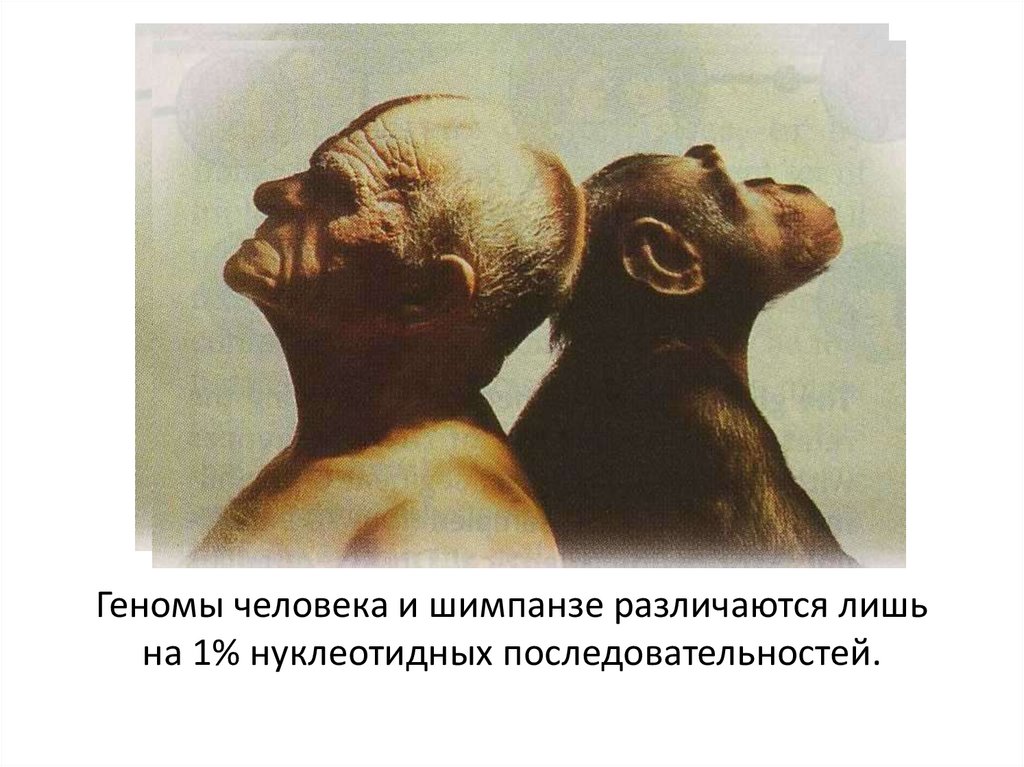 Геномы человека и шимпанзе различаются лишь на 1% нуклеотидных последовательностей.