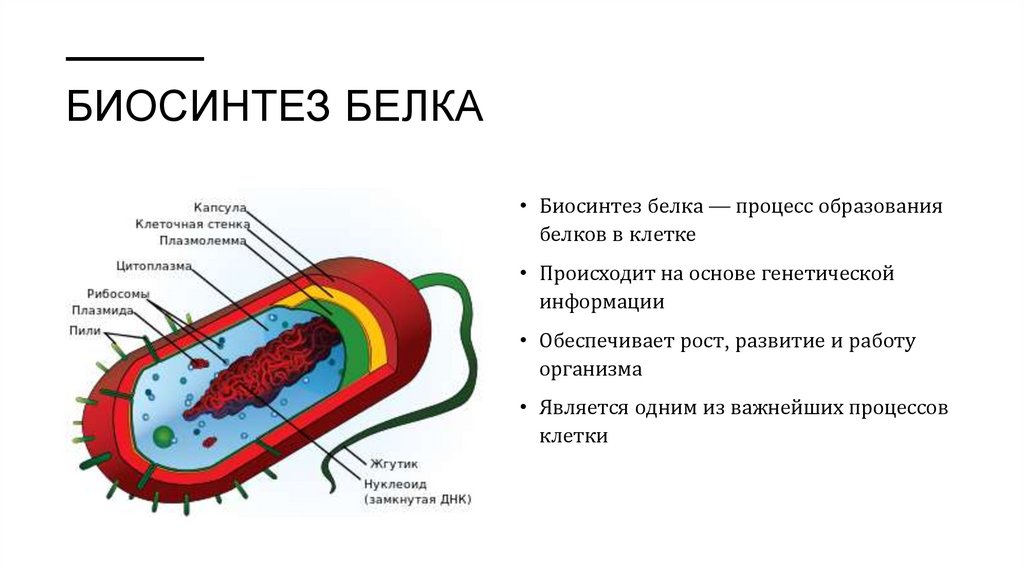 Биосинтез белка