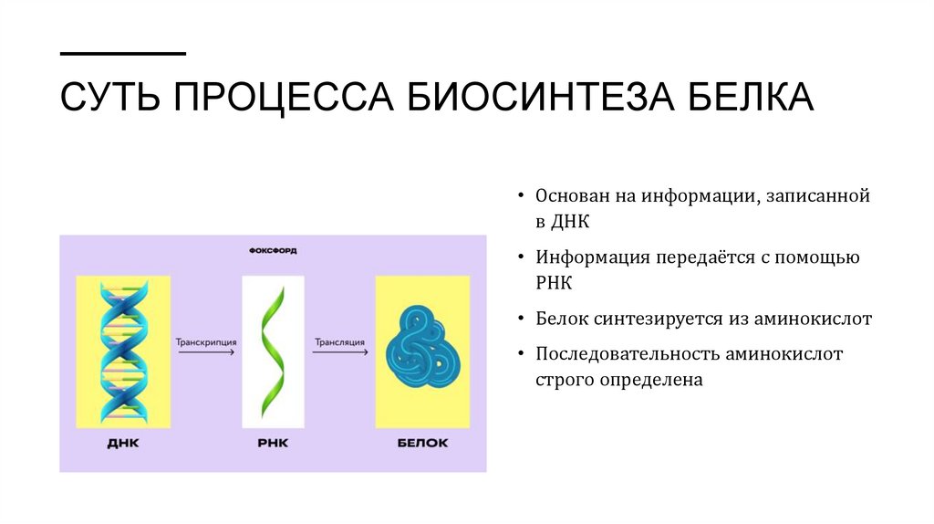 Суть процесса биосинтеза белка