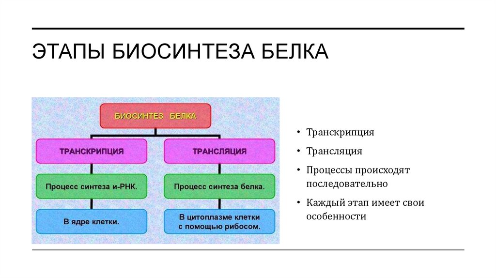 Этапы биосинтеза белка