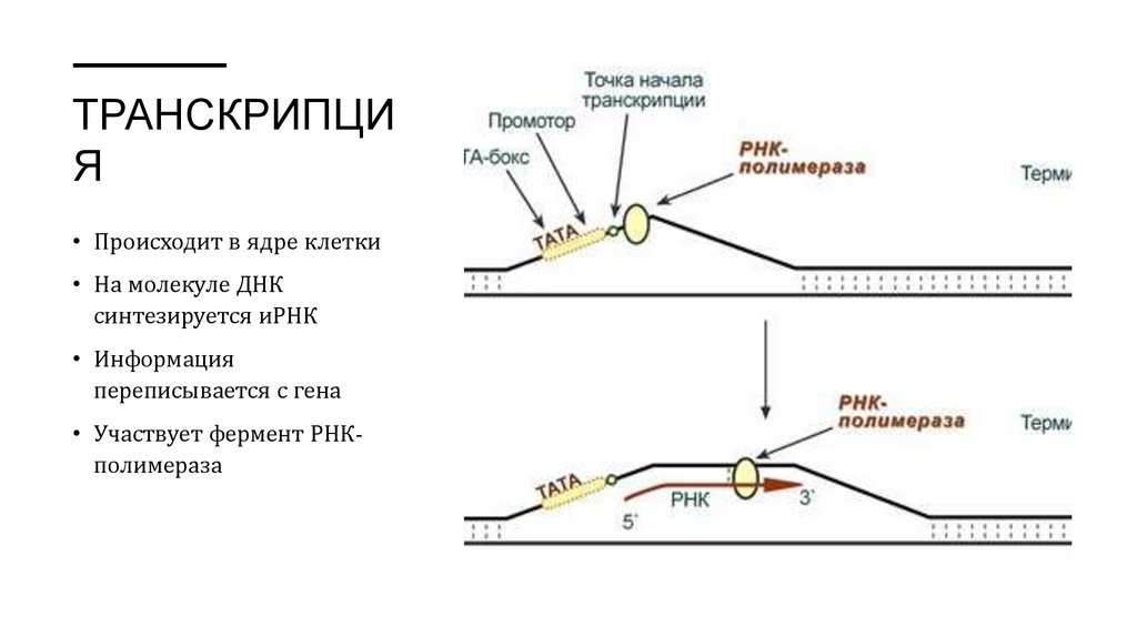 Транскрипция