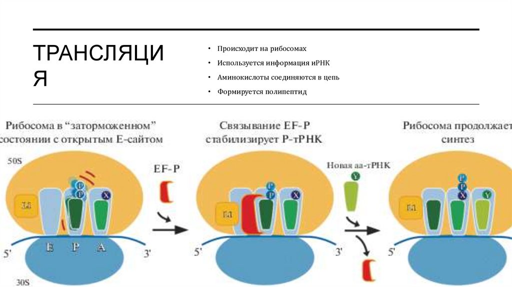 Трансляция