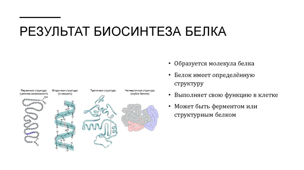 Результат биосинтеза белка