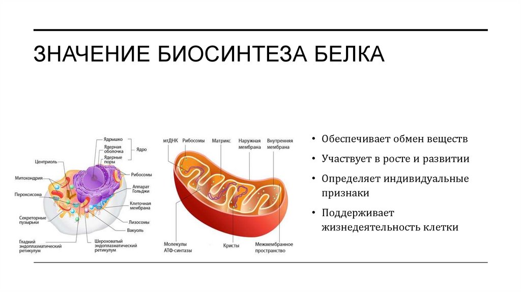 Значение биосинтеза белка