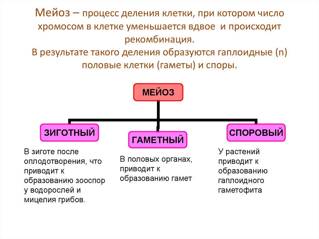 Мейоз – процесс деления клетки, при котором число хромосом в клетке уменьшается вдвое и происходит рекомбинация. В результате