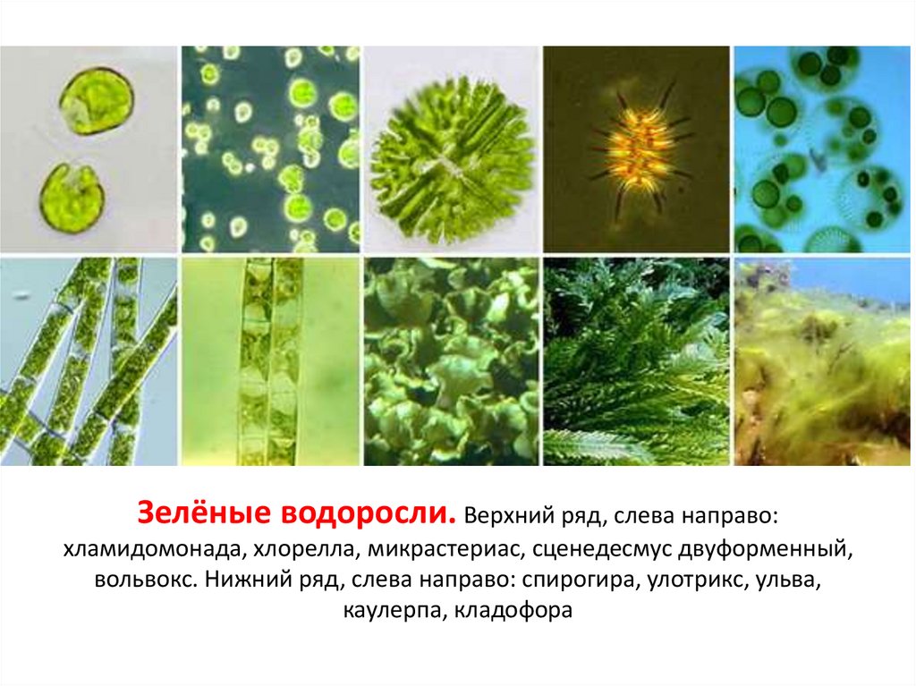 Зелёные водоросли. Верхний ряд, слева направо: хламидомонада, хлорелла, микрастериас, сценедесмус двуформенный, вольвокс.