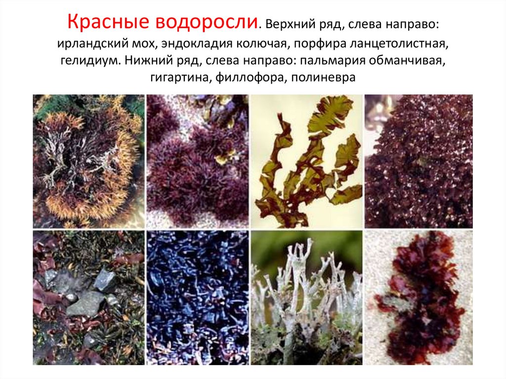 Красные водоросли. Верхний ряд, слева направо: ирландский мох, эндокладия колючая, порфира ланцетолистная, гелидиум. Нижний