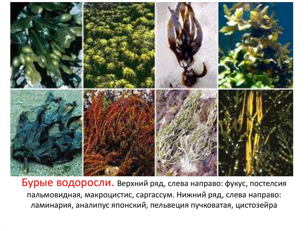 Бурые водоросли. Верхний ряд, слева направо: фукус, постелсия пальмовидная, макроцистис, саргассум. Нижний ряд, слева направо: