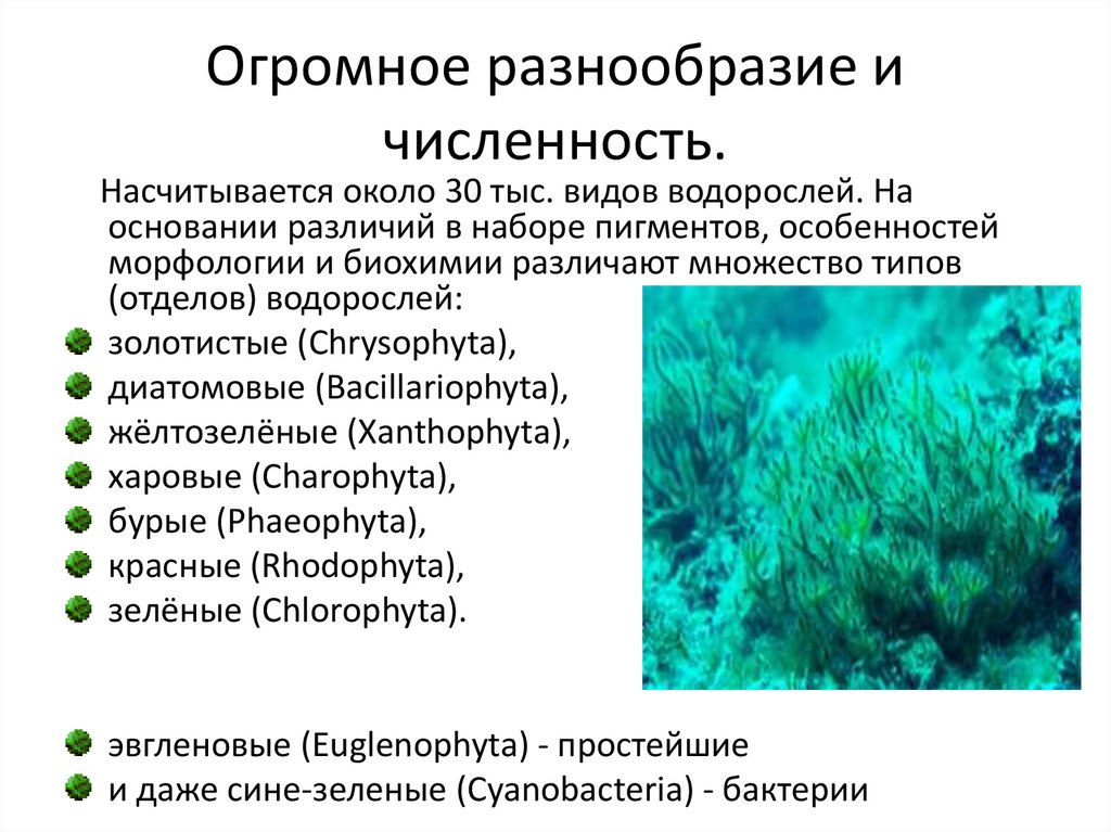 Огромное разнообразие и численность.