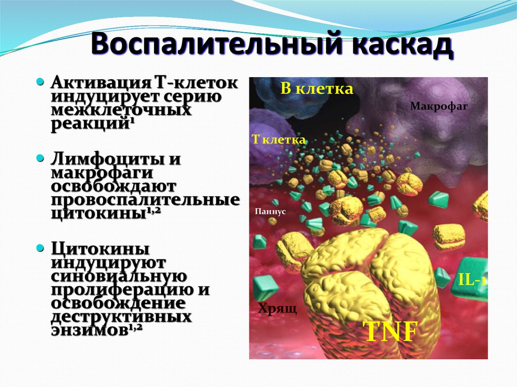 Воспалительный каскад