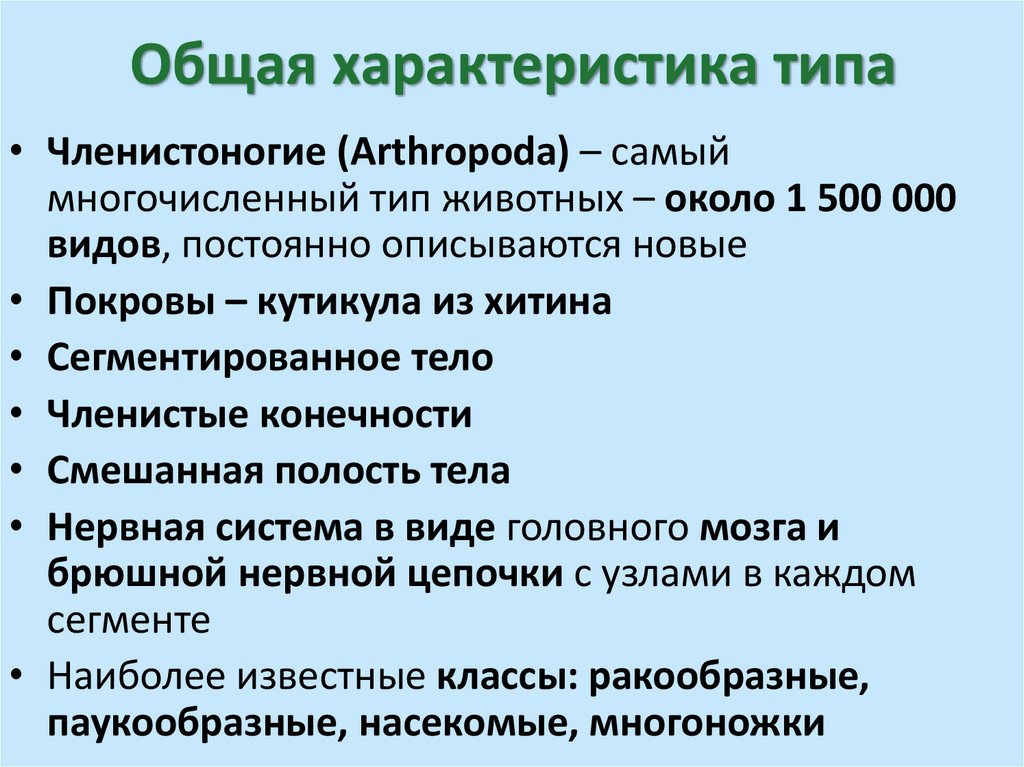 Общая характеристика типа