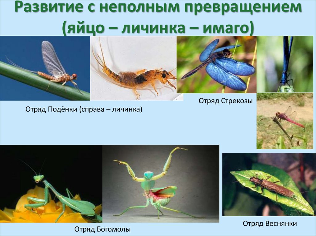 Развитие с неполным превращением (яйцо – личинка – имаго)