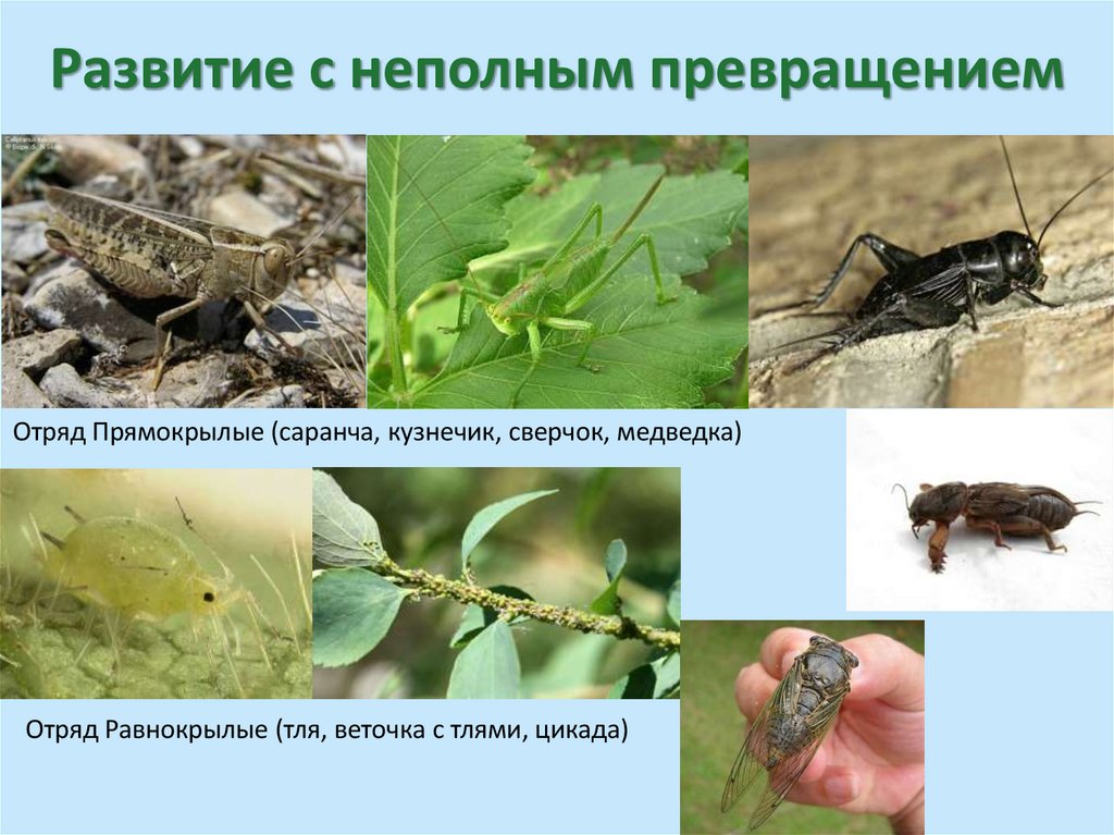 Развитие с неполным превращением