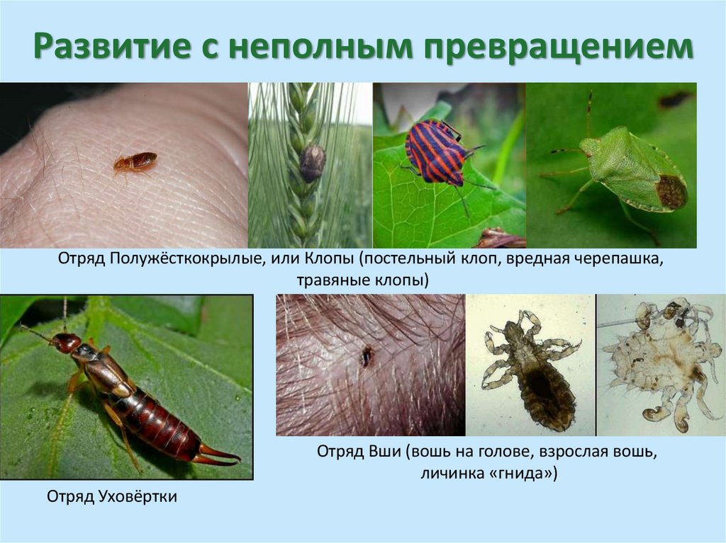 Развитие с неполным превращением