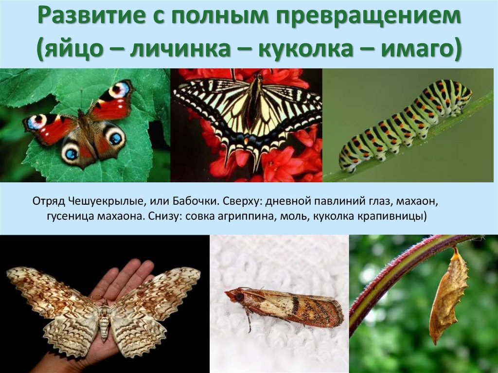 Развитие с полным превращением (яйцо – личинка – куколка – имаго)