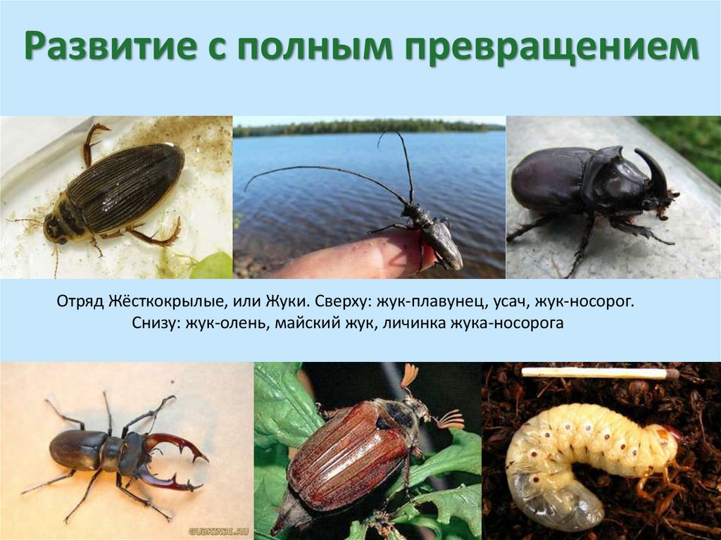 Развитие с полным превращением