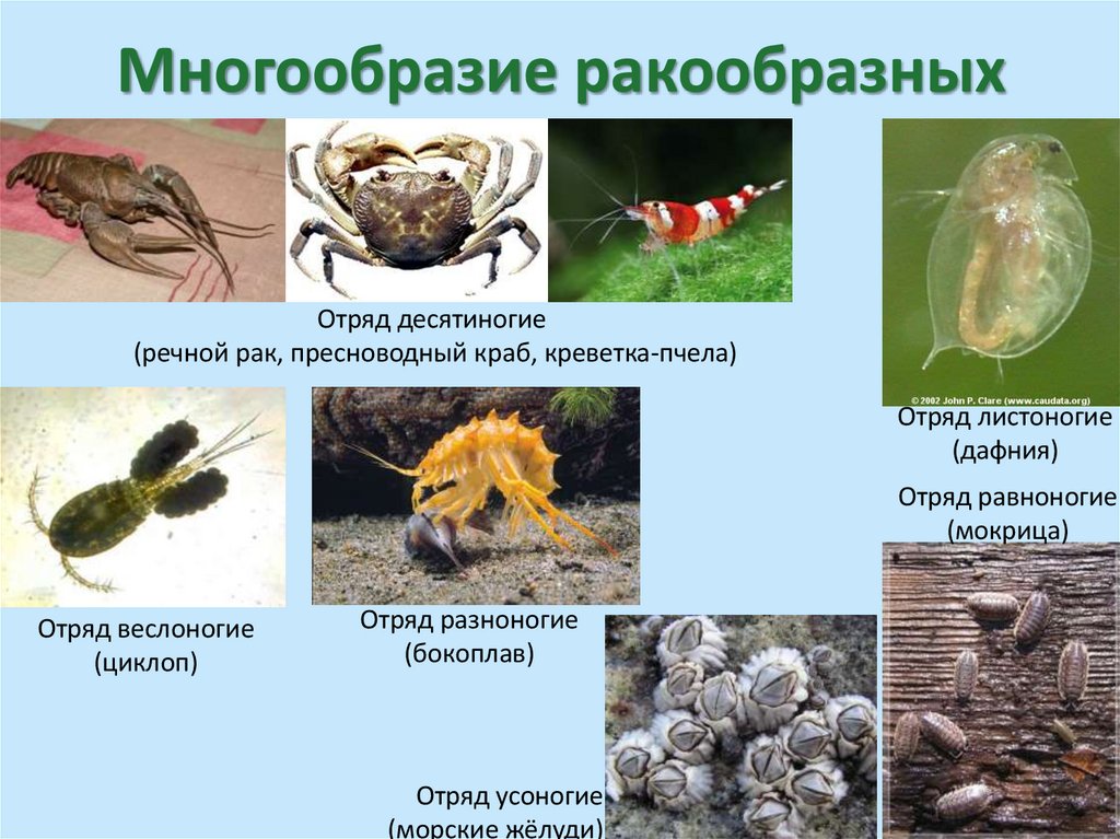 Многообразие ракообразных