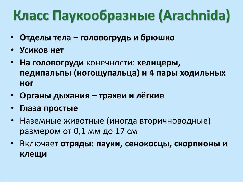 Класс Паукообразные (Arachnida)